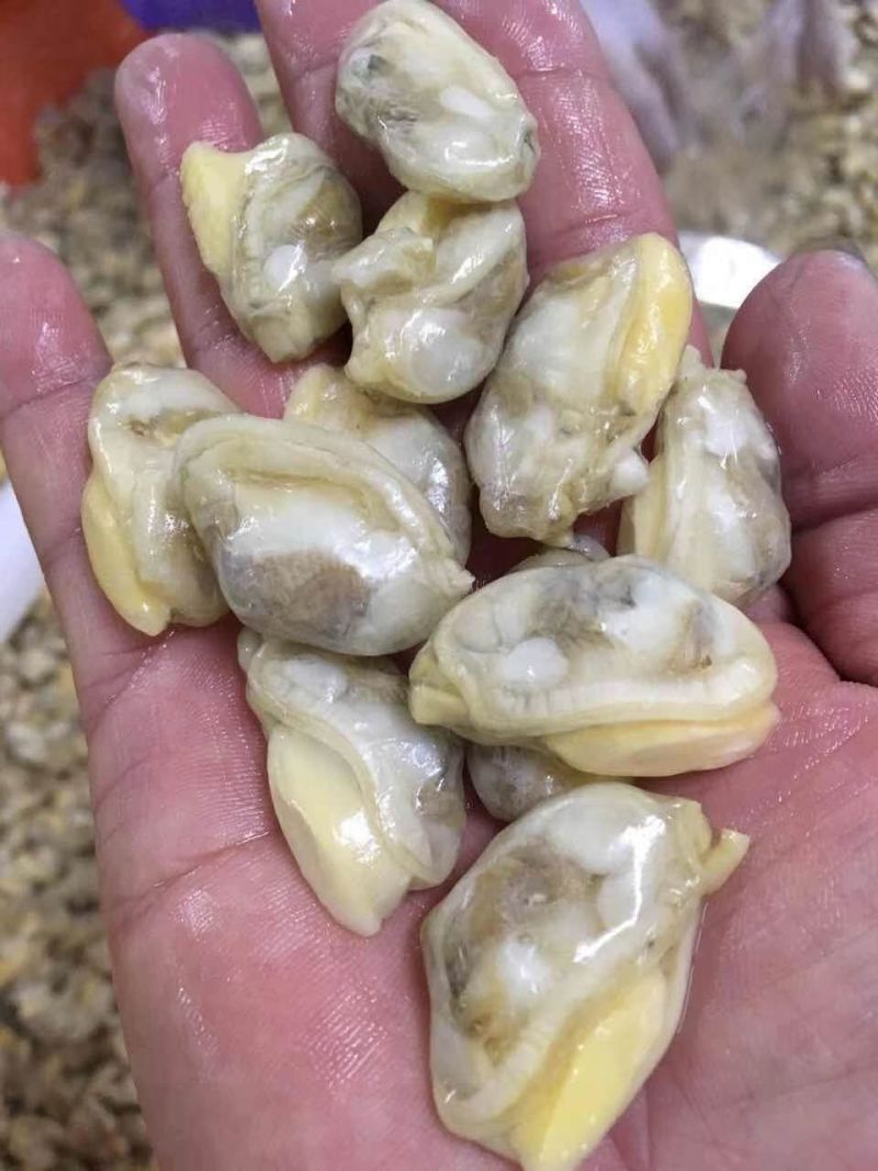 花甲，北海特产，味道正，爽口甜