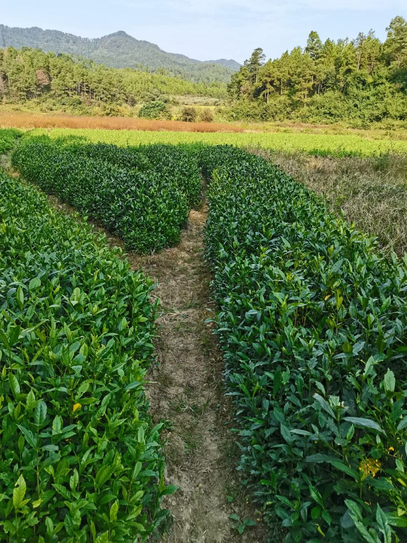 黄栀子苗山栀子树苗小叶大叶山栀子苗药用黄桅子果树苗南