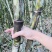 蔗里陶山松脆甜青皮甘蔗