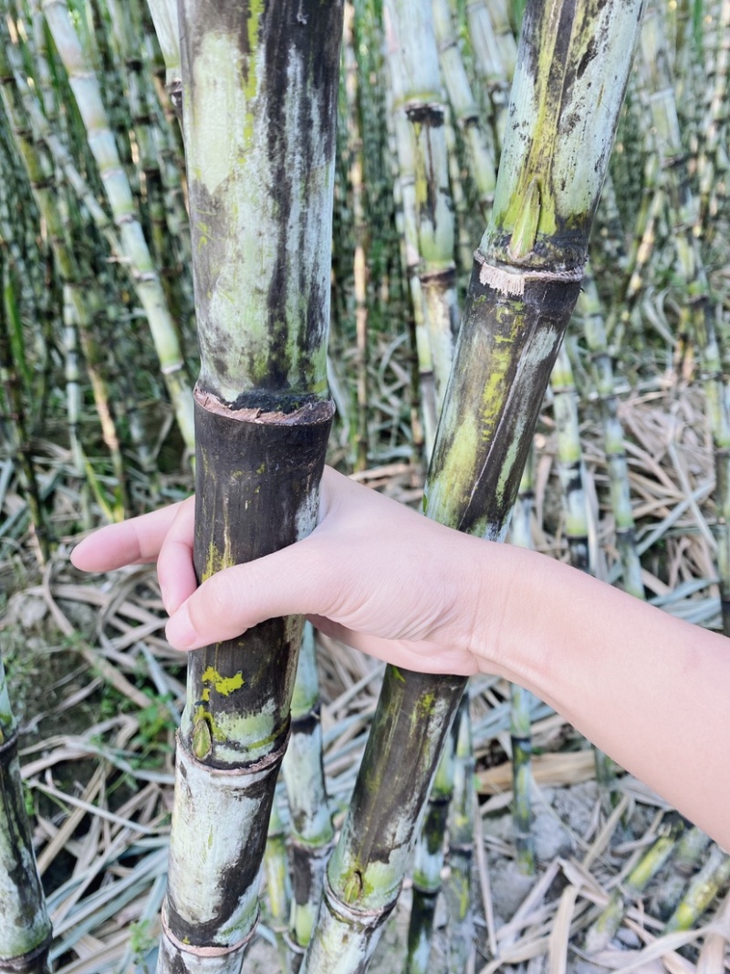 蔗里陶山松脆甜青皮甘蔗