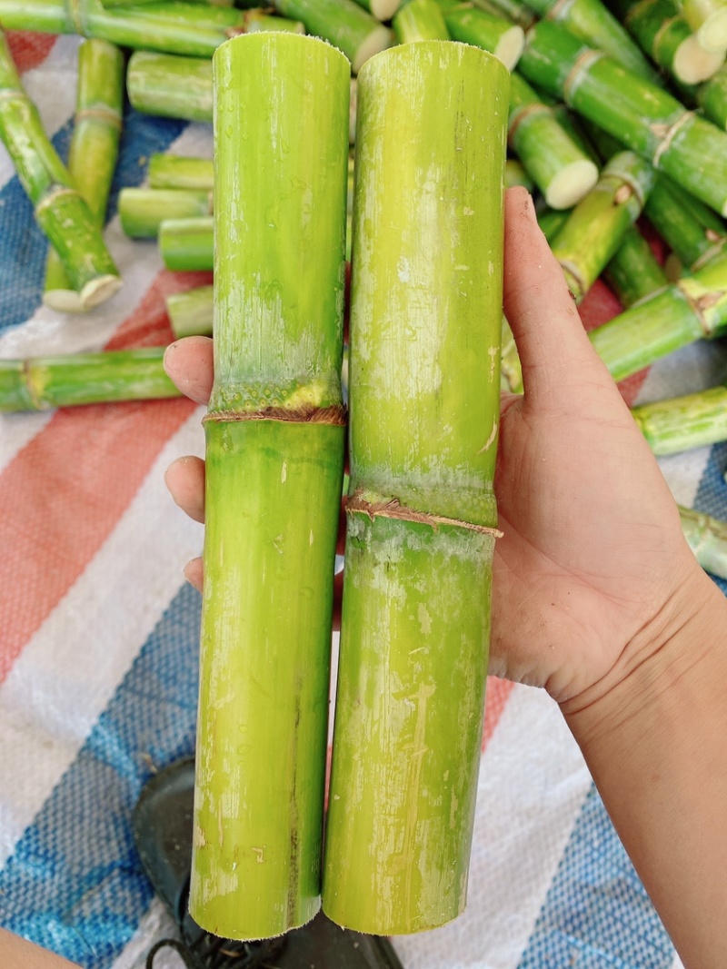 蔗里陶山松脆甜青皮甘蔗