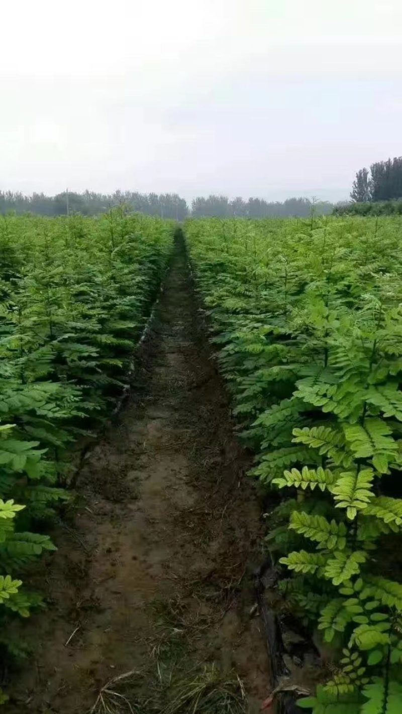 槐树出售各种规格刺槐，槐树苗，截杆苗，插段