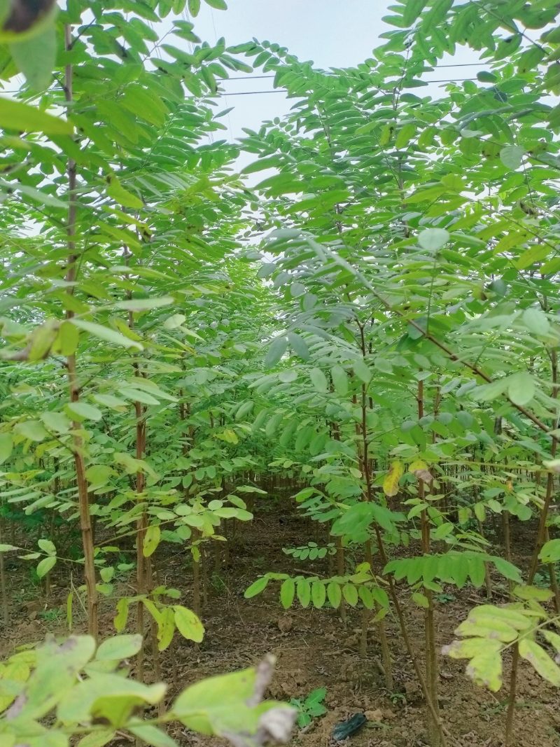 槐树出售各种规格刺槐，槐树苗，截杆苗，插段