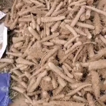 沙土地棒山药正在出土，价格美丽