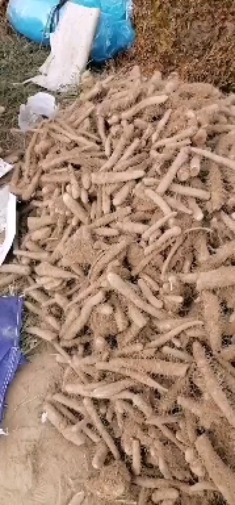 沙土地棒山药正在出土，价格美丽