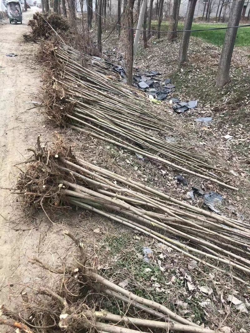 槐树出售各种规格刺槐，槐树苗，截杆苗，插段