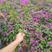 云南安格斯云南紫三角梅中国红40公分到80十公分种苗