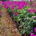 云南安格斯云南紫三角梅中国红40公分到80十公分种苗
