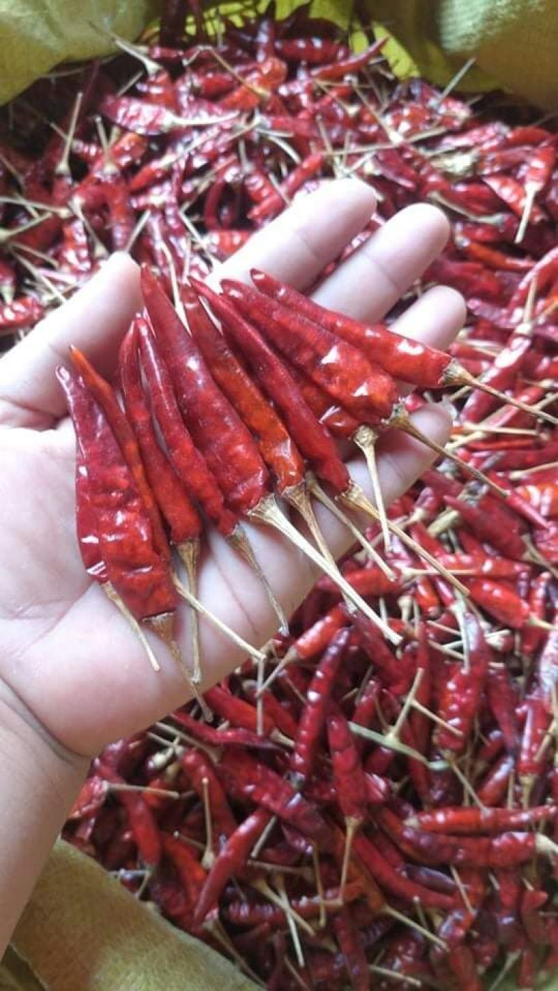 缅甸干辣椒小米椒特辣，可视频看货，产地直供