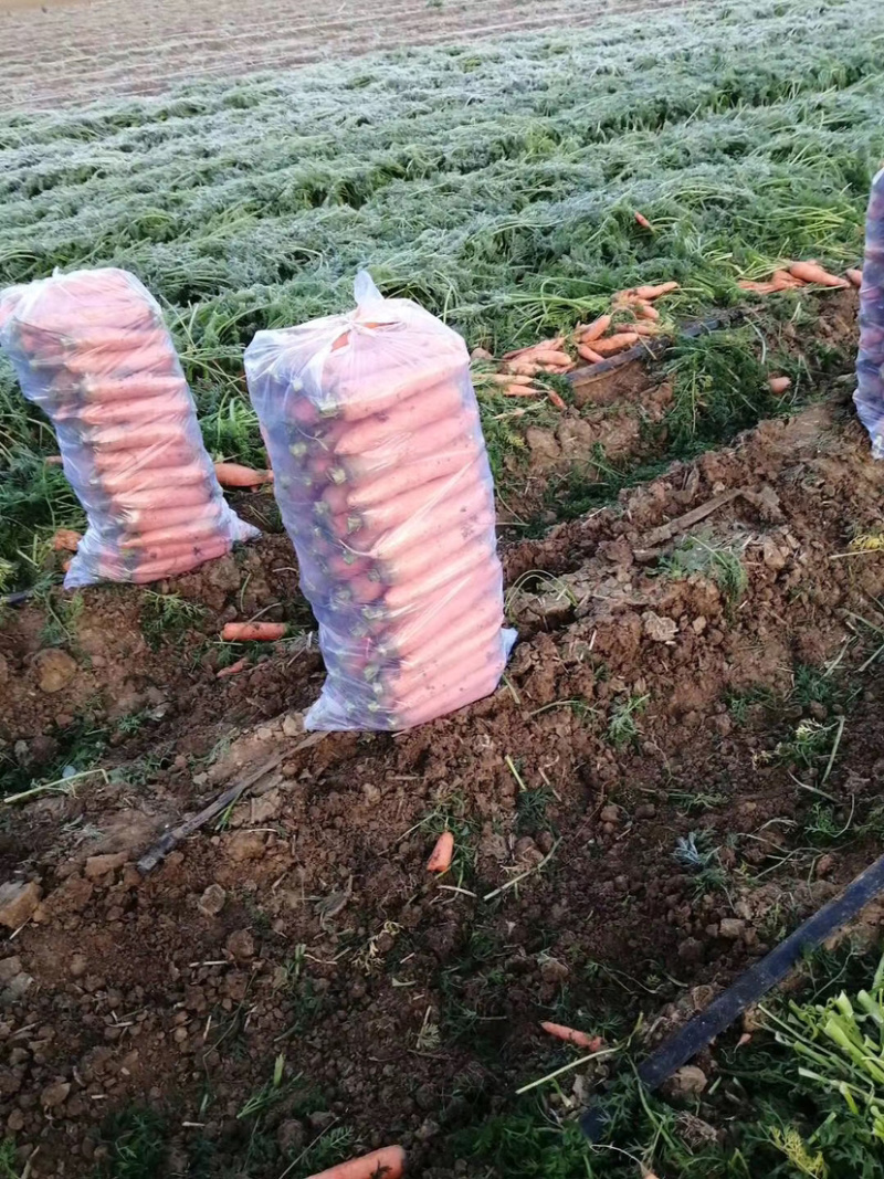 山东胡萝卜，泥萝卜，2020年胡萝卜，中条胡萝卜