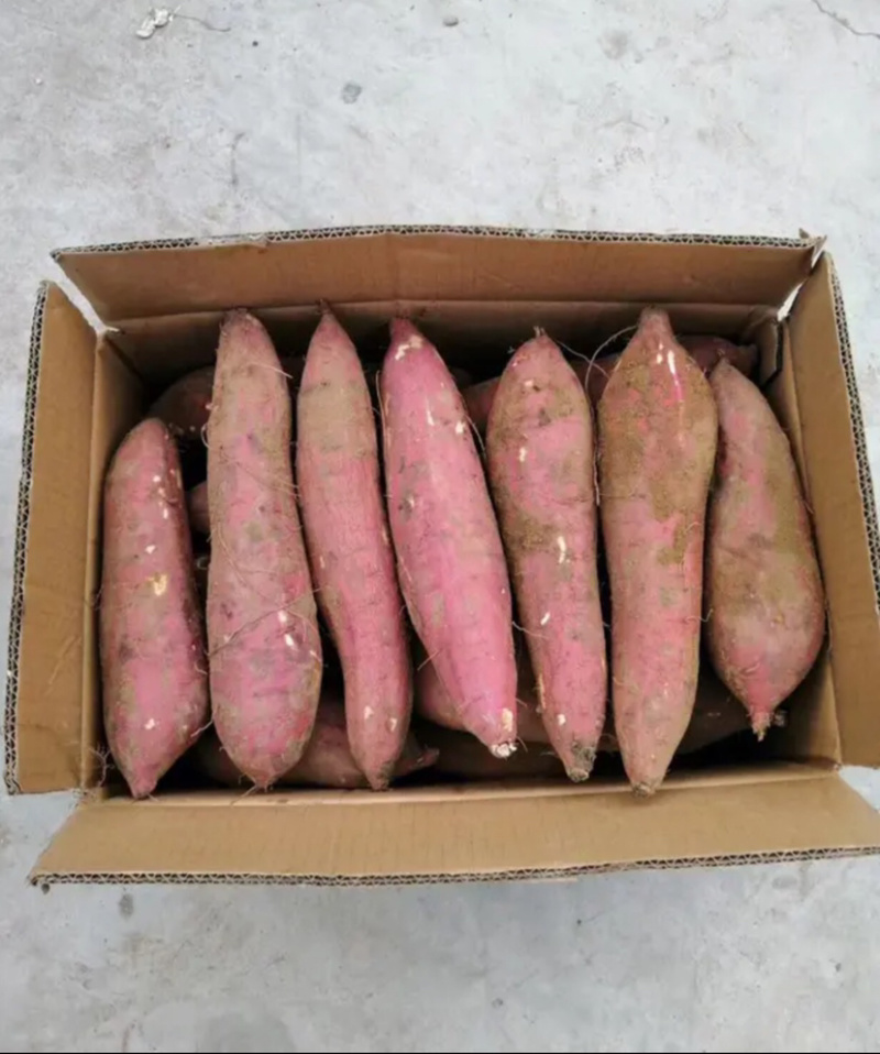 板栗蜜薯，蜜薯，正宗板栗蜜薯，红瓤红皮，