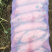 板栗蜜薯，蜜薯，正宗板栗蜜薯，红瓤红皮，