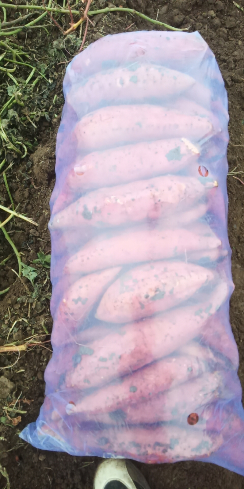 板栗蜜薯，蜜薯，正宗板栗蜜薯，红瓤红皮，