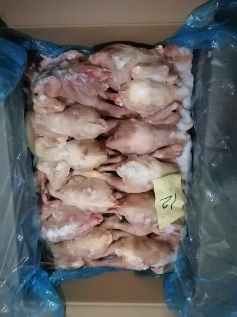 二级三黄鸡，价格美丽，厂家直接发货需要的联系我