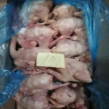 二级三黄鸡，价格美丽，厂家直接发货需要的联系我