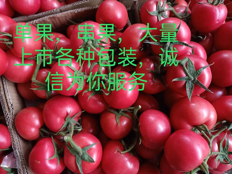 西红柿，连云港东海桃林硬粉西红柿，弧三以上，诚信服务