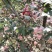 河南红富士苹果，果色优，口感佳，冰糖心，可包园收购！