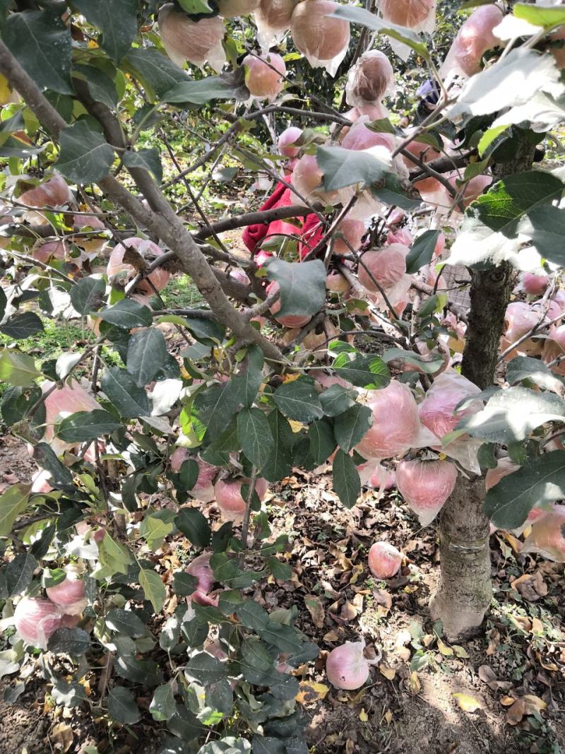 河南红富士苹果，果色优，口感佳，冰糖心，可包园收购！