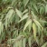 山桃苗营养杯山一公分山桃苗二公分山桃苗一年山桃苗二年山桃