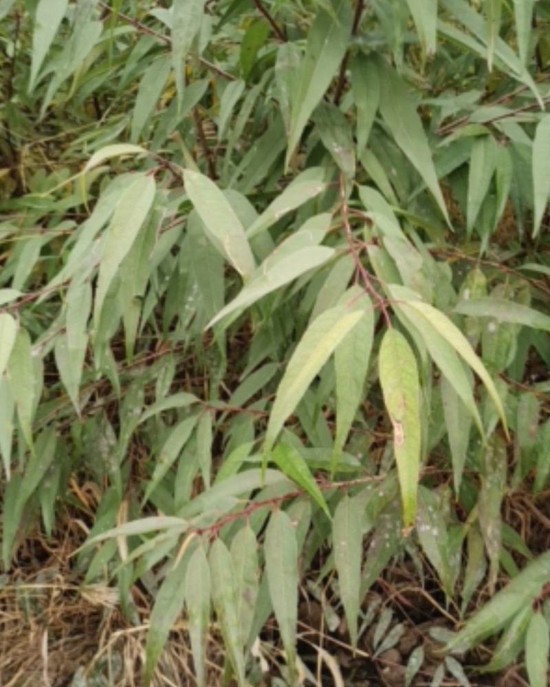 山桃苗营养杯山一公分山桃苗二公分山桃苗一年山桃苗二年山桃