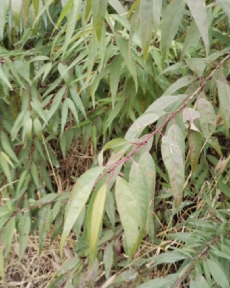 山桃苗营养杯山一公分山桃苗二公分山桃苗一年山桃苗二年山桃