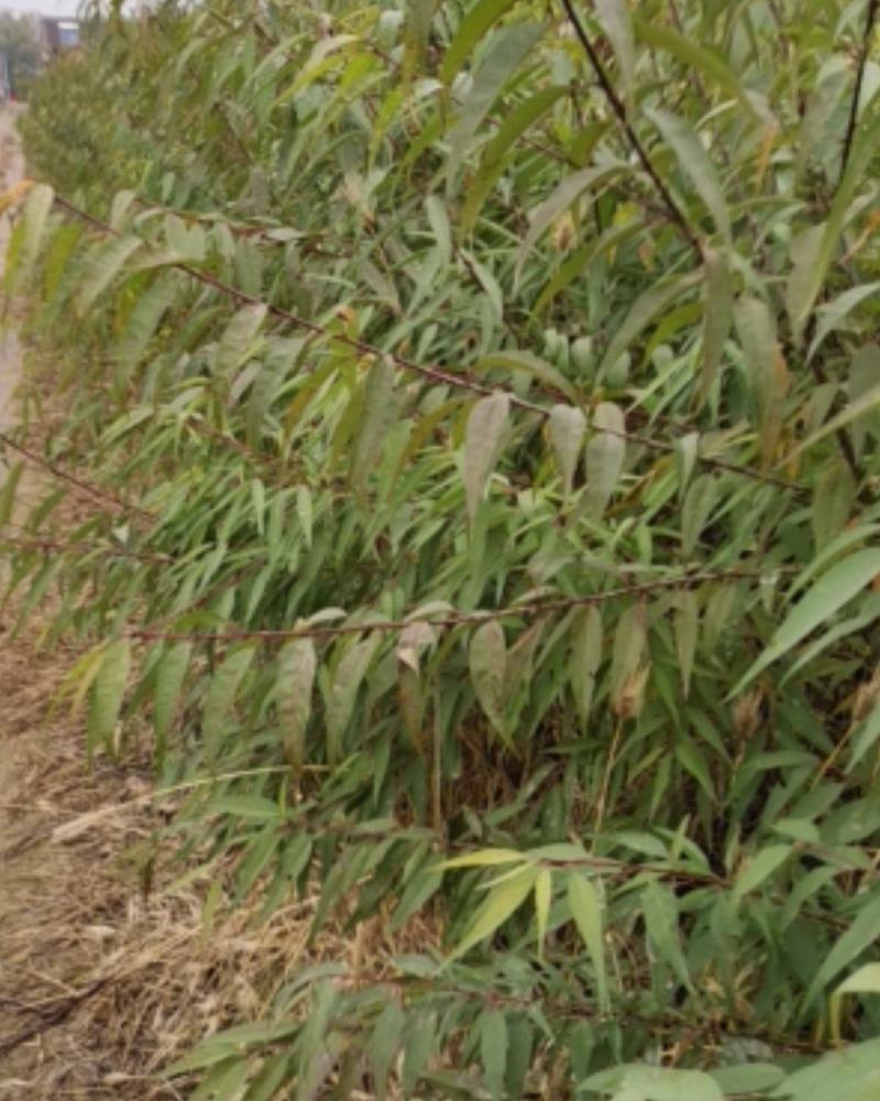 山桃苗营养杯山一公分山桃苗二公分山桃苗一年山桃苗二年山桃