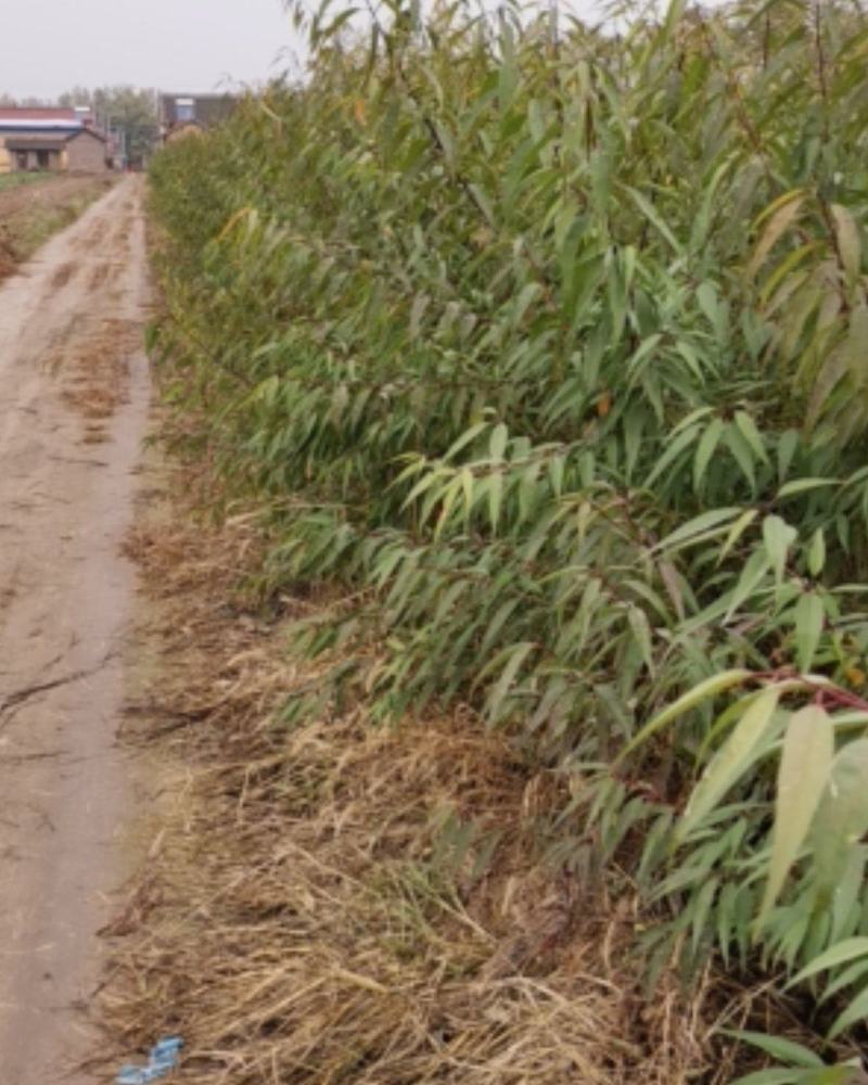 山桃苗营养杯山一公分山桃苗二公分山桃苗一年山桃苗二年山桃