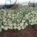 有机花，松花，中米粒，花菜，无根，无虫，无斑点