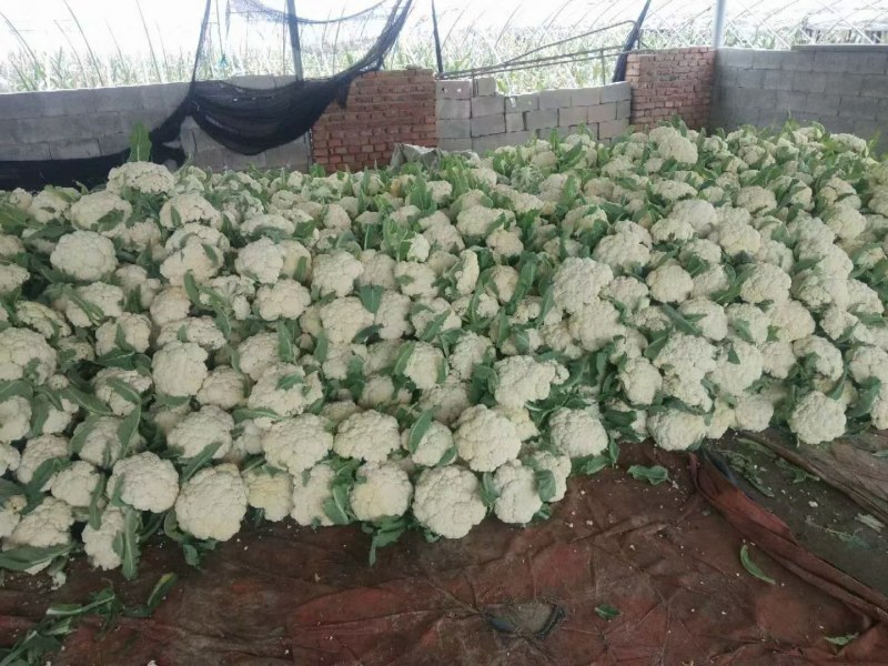 有机花，松花，中米粒，花菜，无根，无虫，无斑点