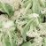 有机花，松花，中米粒，花菜，无根，无虫，无斑点