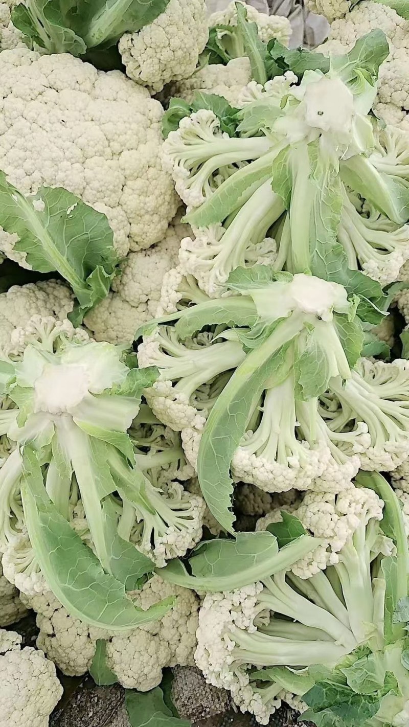 有机花，松花，中米粒，花菜，无根，无虫，无斑点