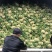 有机花，松花，中米粒，花菜，无根，无虫，无斑点