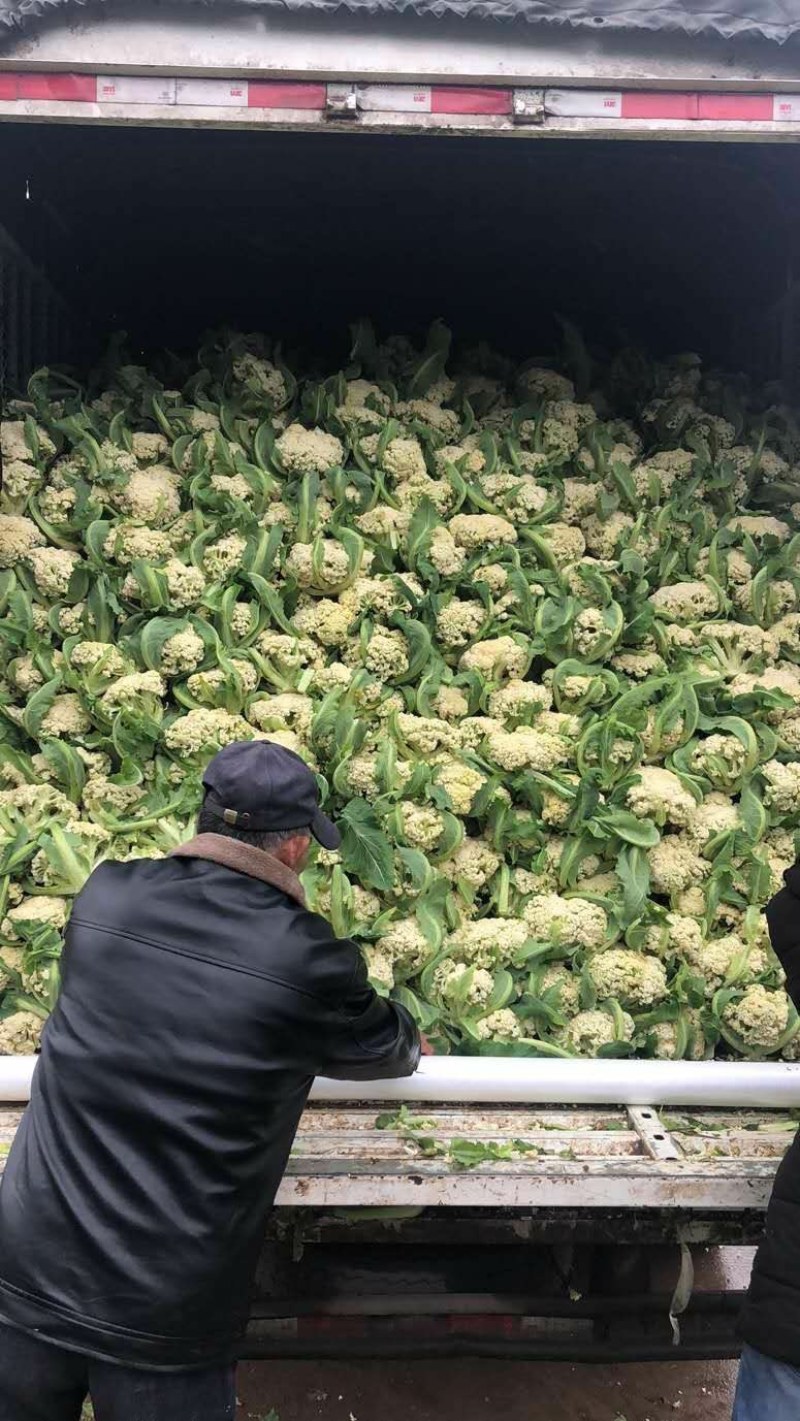 有机花，松花，中米粒，花菜，无根，无虫，无斑点