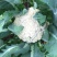 有机花，松花，中米粒，花菜，无根，无虫，无斑点