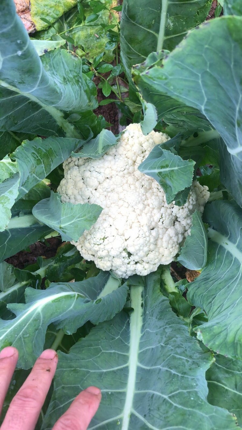 有机花，松花，中米粒，花菜，无根，无虫，无斑点