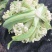 有机花，松花，中米粒，花菜，无根，无虫，无斑点
