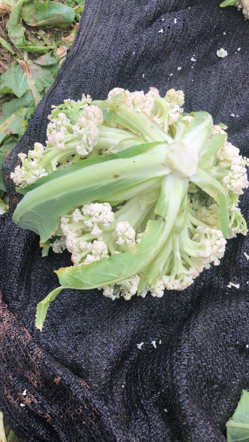 有机花，松花，中米粒，花菜，无根，无虫，无斑点