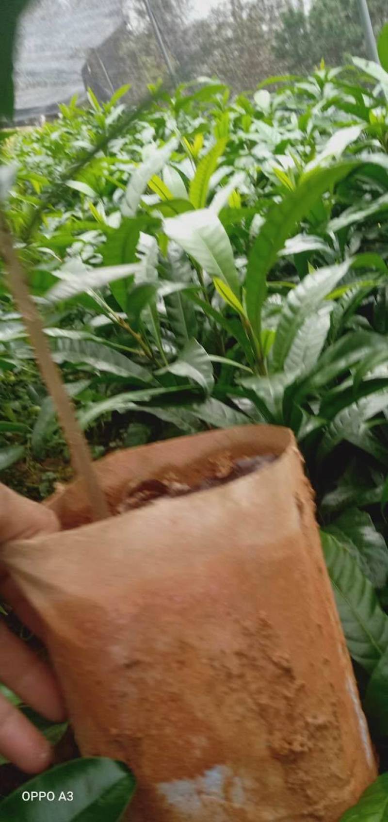 蛋黄果苗，产地直供价格优惠，大杯苗易生长成话高