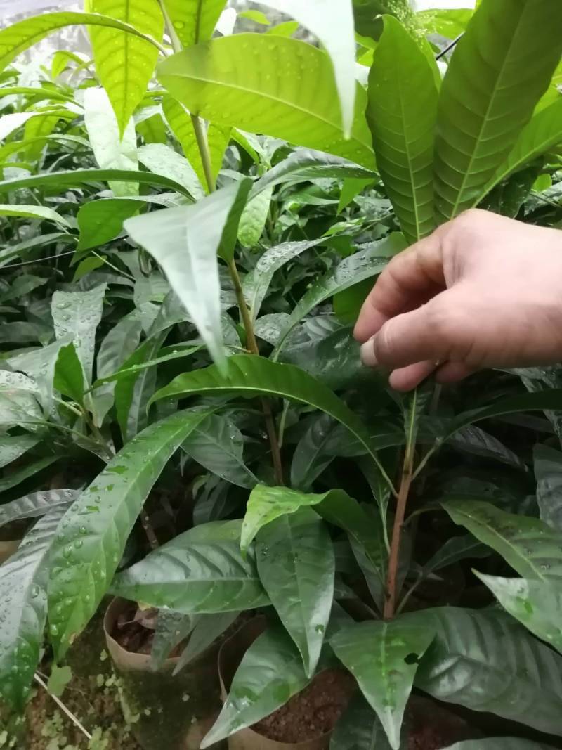 蛋黄果苗，产地直供价格优惠，大杯苗易生长成话高