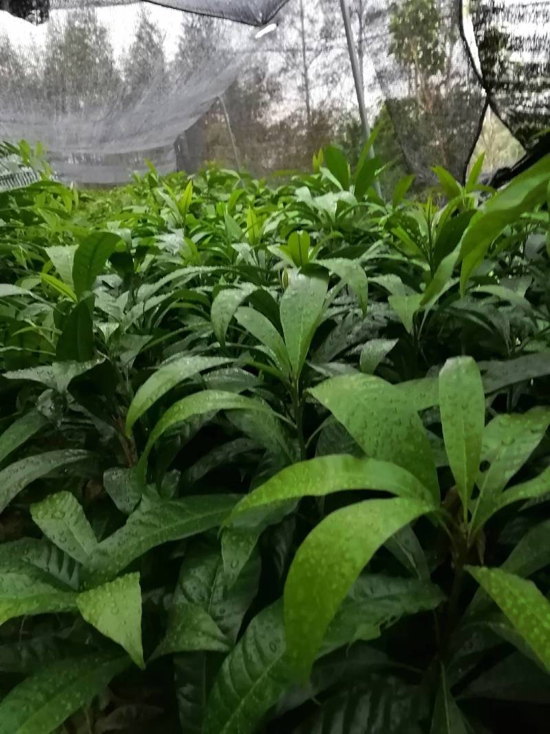 蛋黄果苗，产地直供价格优惠，大杯苗易生长成话高