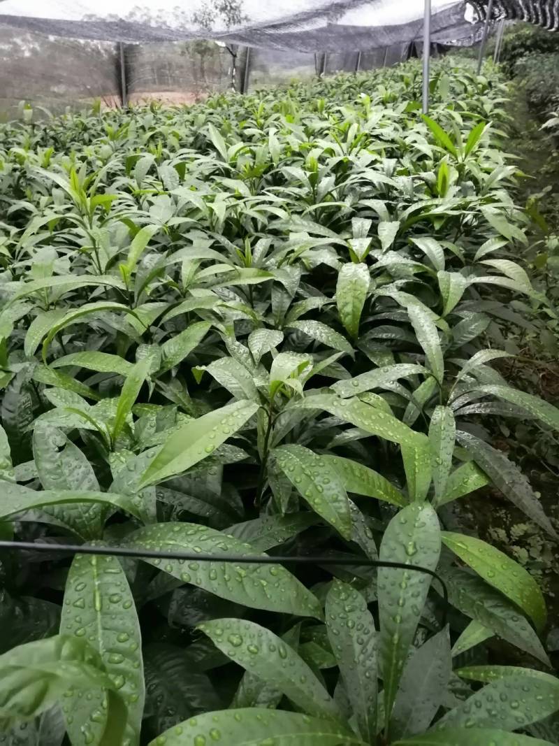蛋黄果苗，产地直供价格优惠，大杯苗易生长成话高