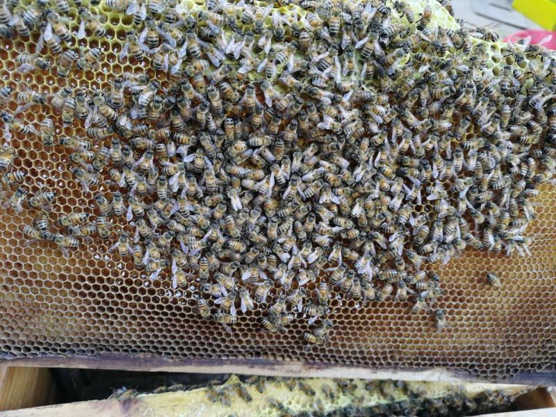 蜂蜜一斤装含150左右蜂巢蜜