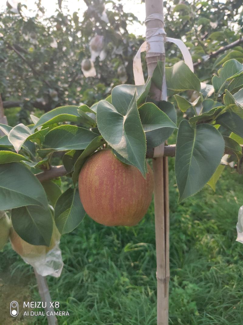 阳信媚梨七号大量出售
