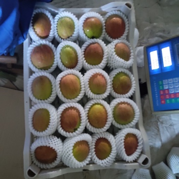阳信媚梨七号大量出售