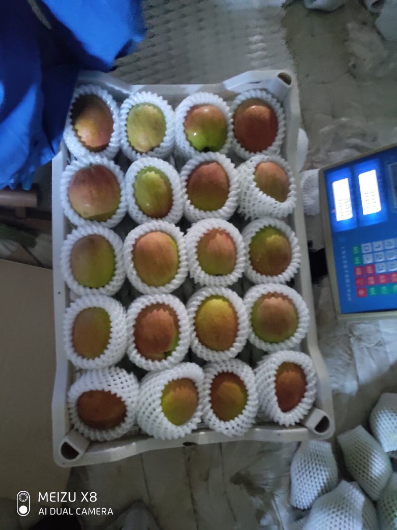 阳信媚梨七号大量出售