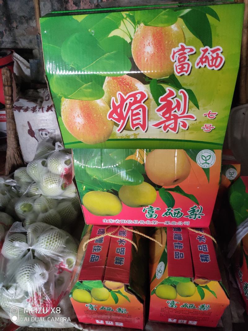 阳信媚梨七号大量出售