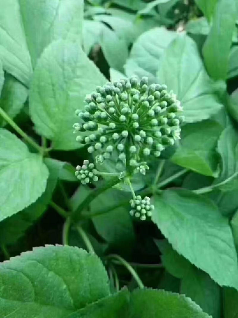 长白山人参花每天3-5朵泡水喝自然吸收