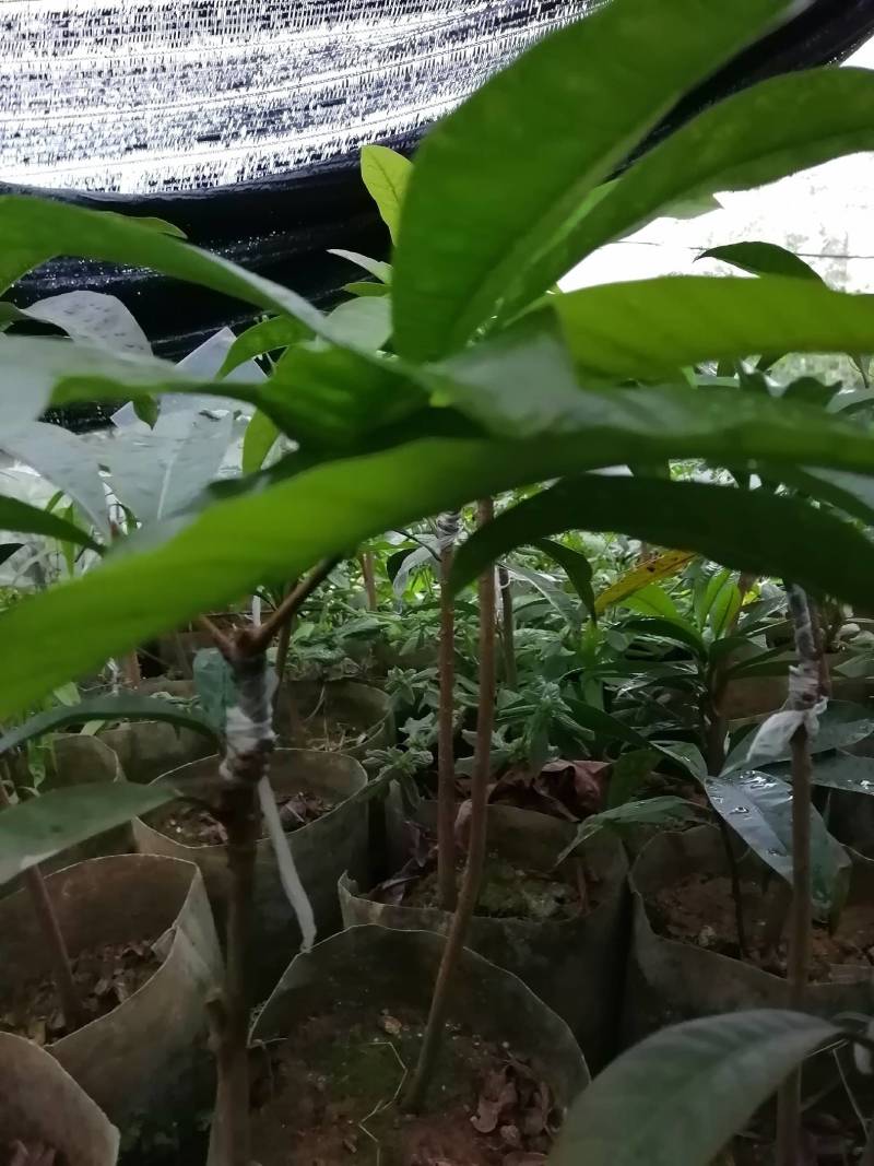 蛋黄果直生苗耀堂仙桃嫁接苗水果新贵品质保证