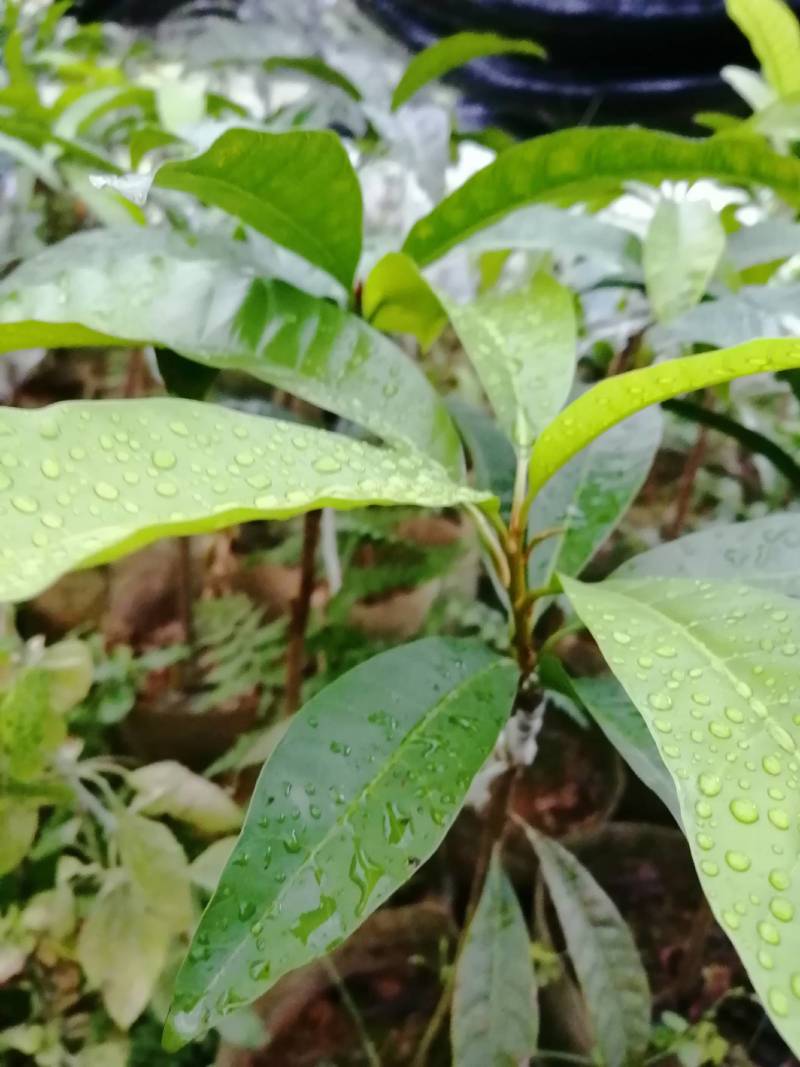 蛋黄果直生苗耀堂仙桃嫁接苗水果新贵品质保证