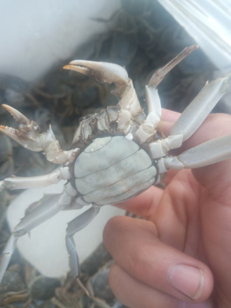 包邮老头蟹大量批发有需要的老板来合作共赢质量优
